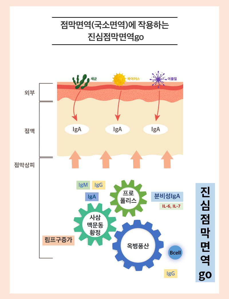 진심점막면역go 상세 이미지 2